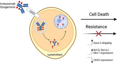 Inotuzumab ozogamicin in B-cell precursor acute lymphoblastic leukemia: efficacy, toxicity, and practical considerations